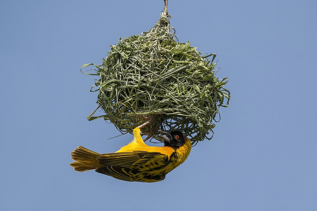 Black headed weaver