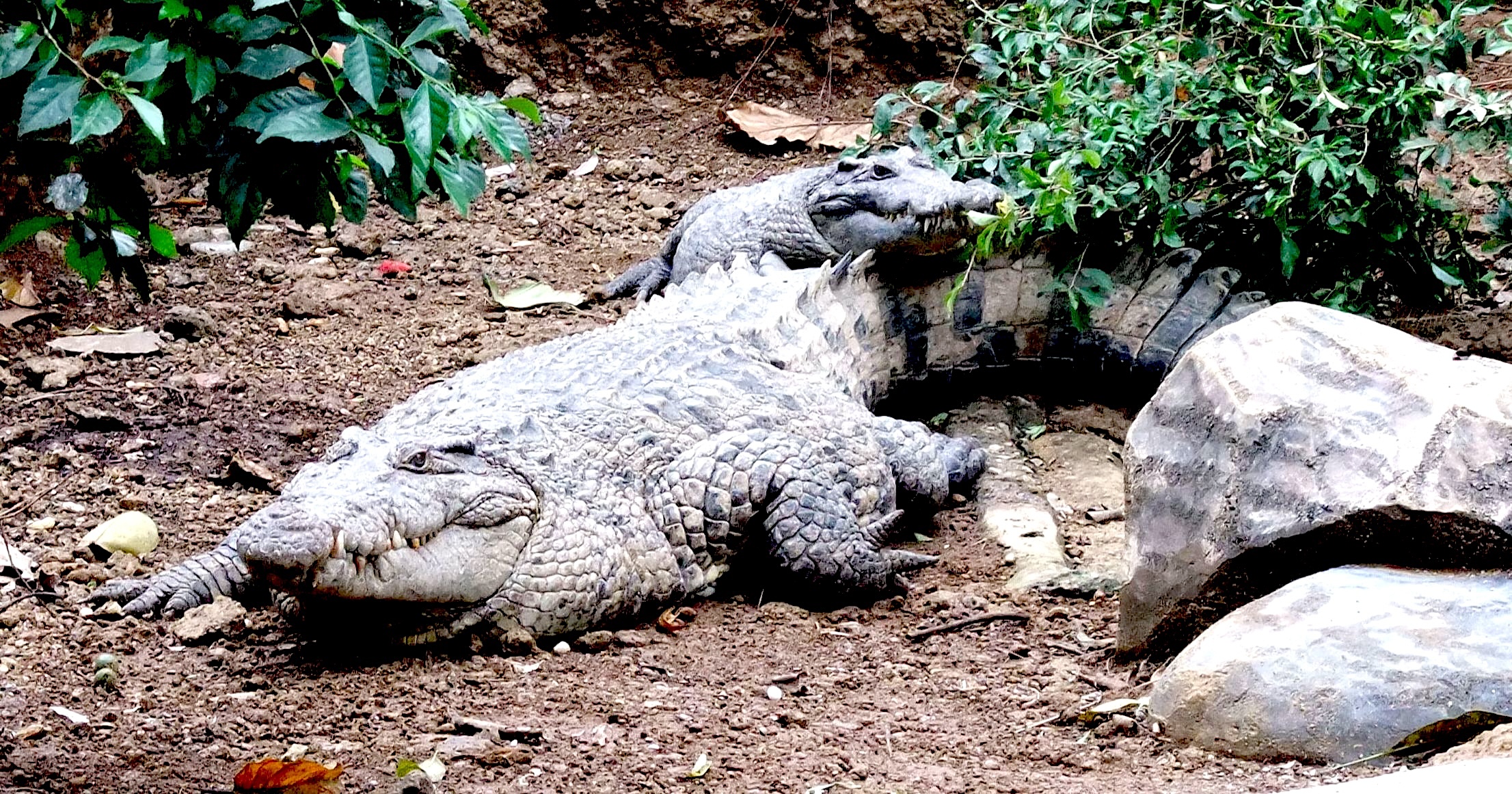 Two specimens of Crocodylus novaeguineae. Under the Creative Commons Attribution 3.0 Unported license. Two specimens of Crocodylus novaeguineae. Under the Creative Commons Attribution 3.0 Unported license.