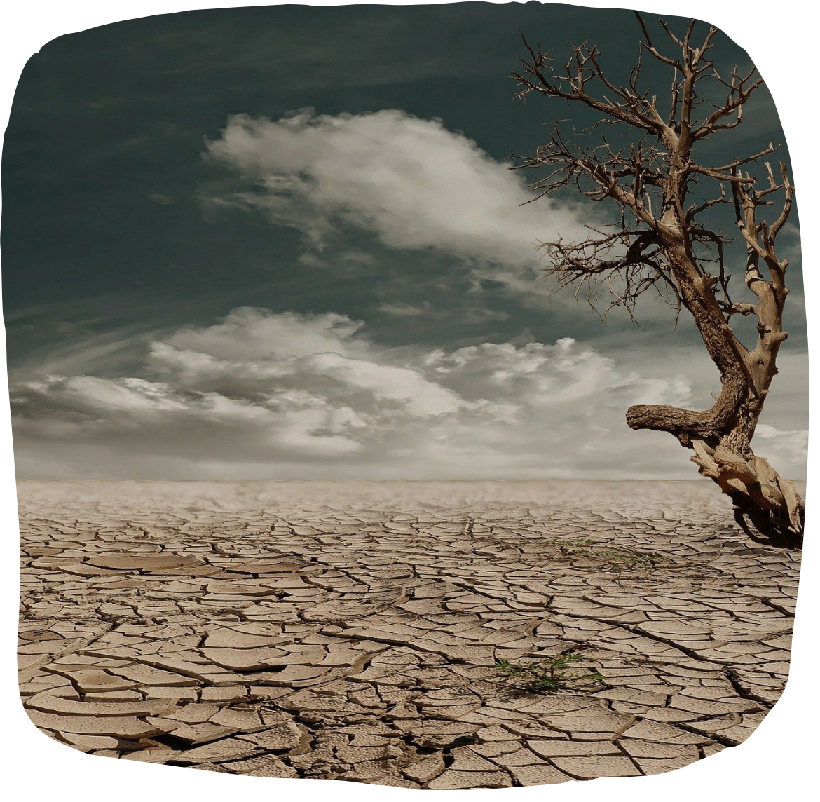 Dead tree in the desert Dead tree in the desert