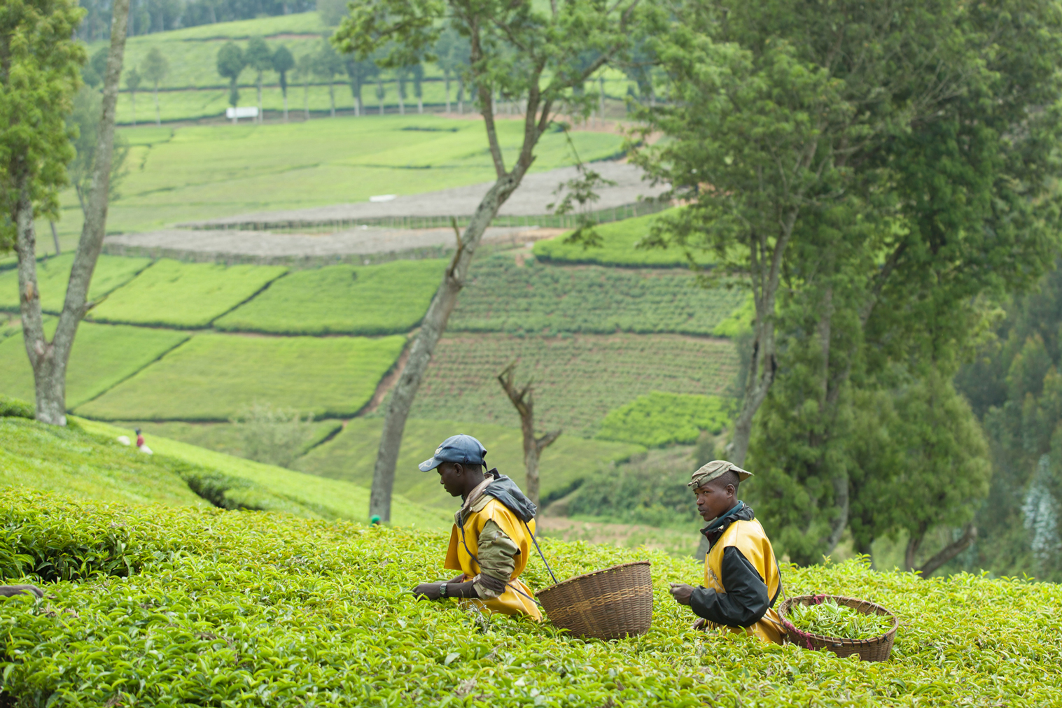 Harvesting Tea