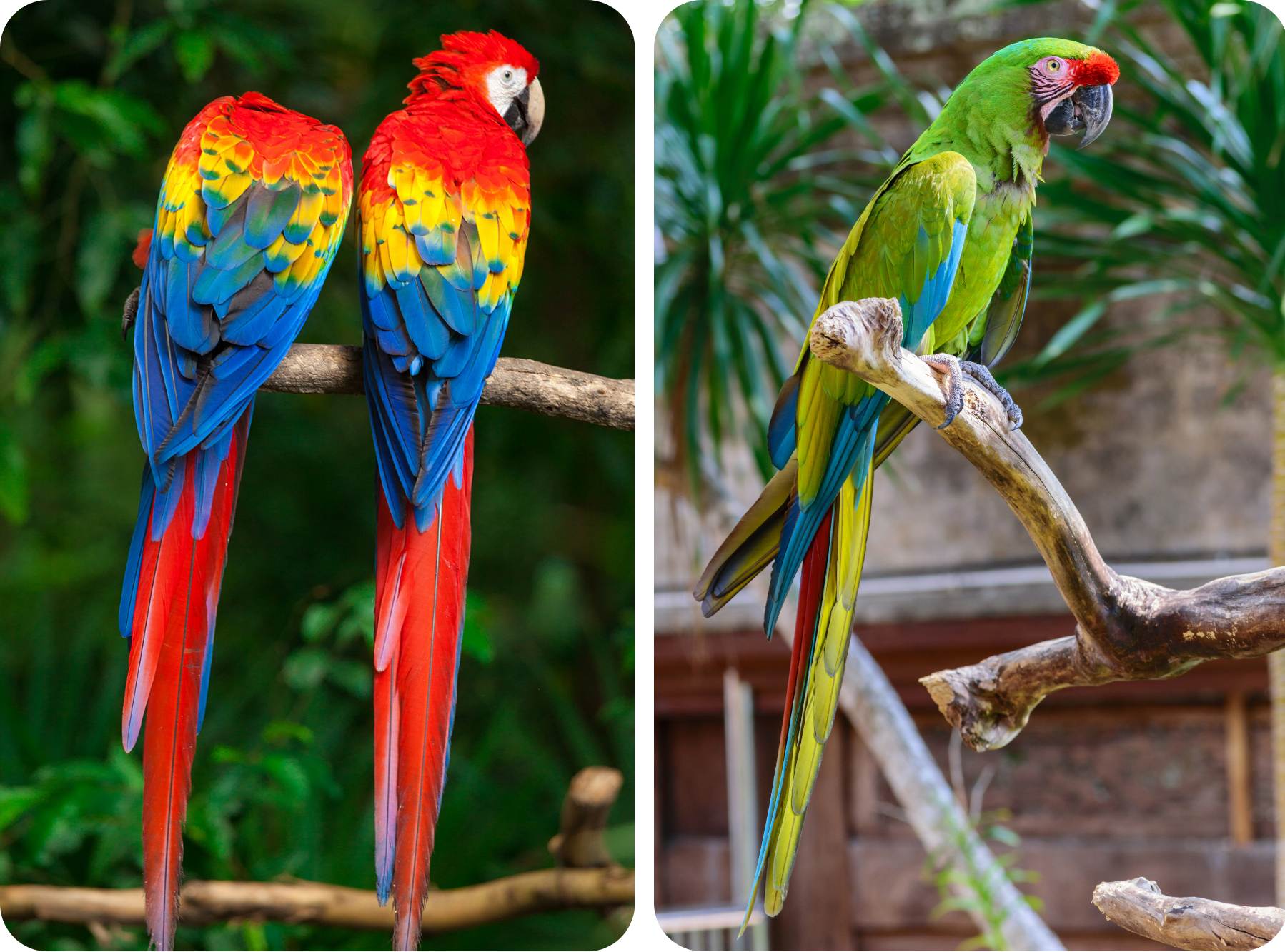 Macaws