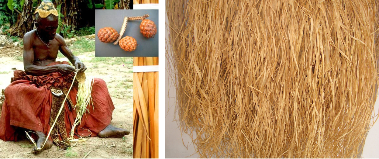 Preparing the raffia fiber