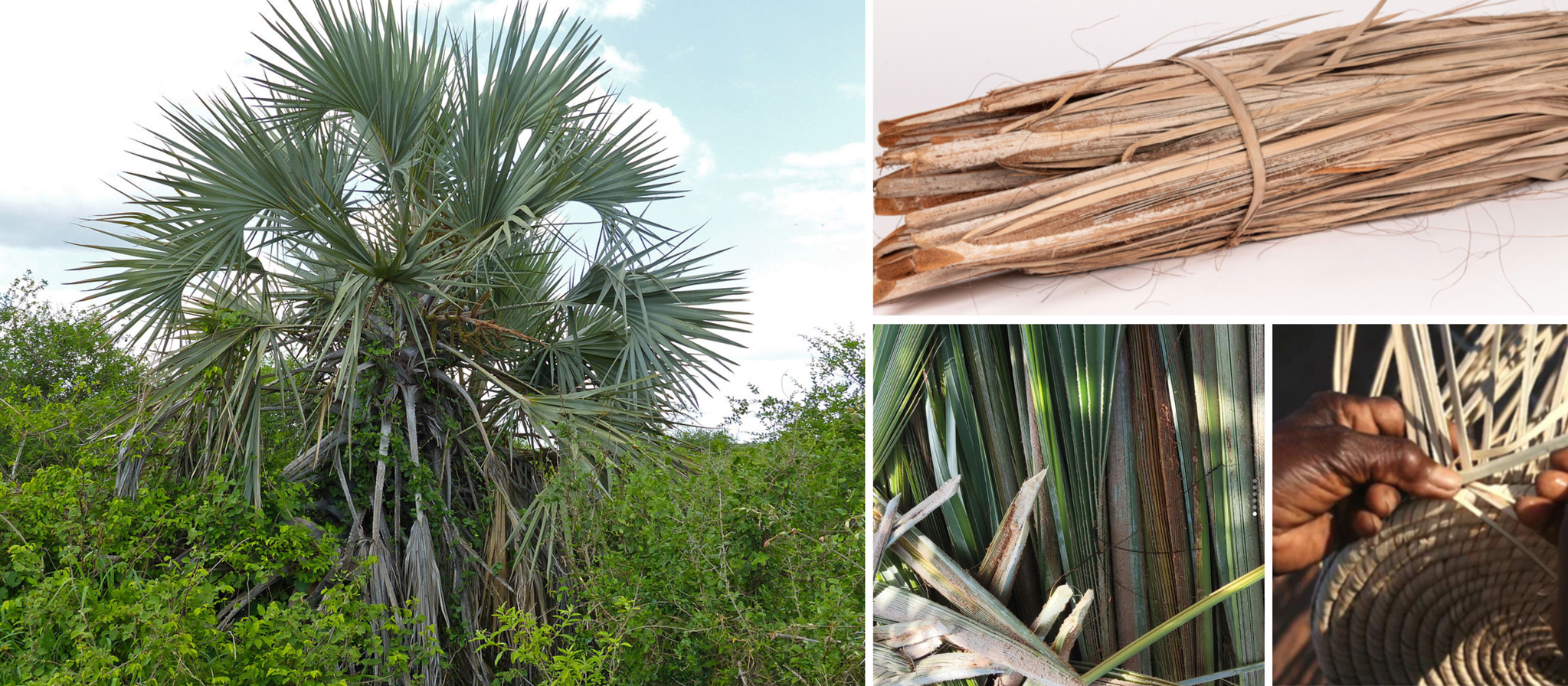 Ilala Palm Tree and Fibers