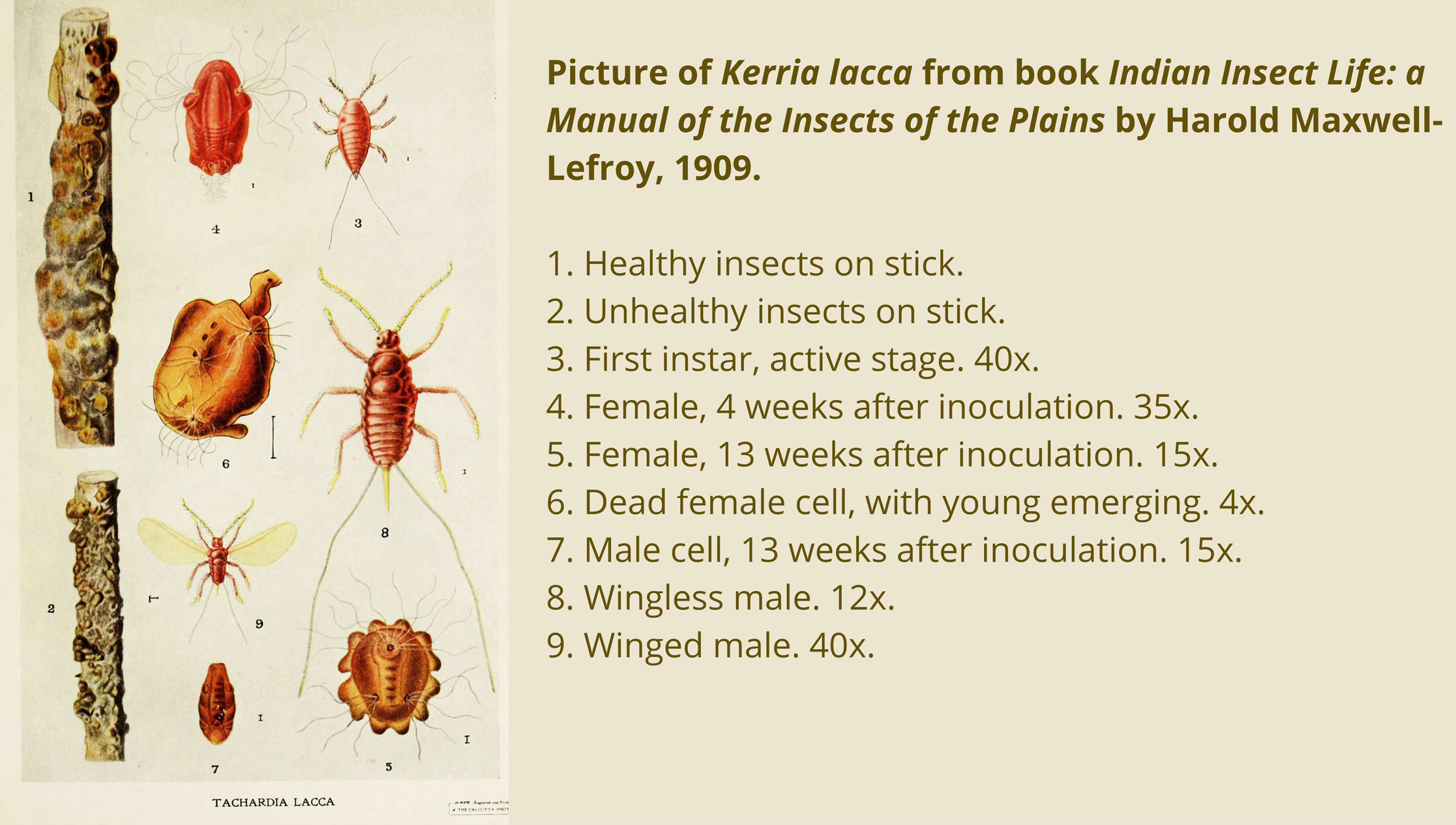 Kerria Lacca Kerria Lacca