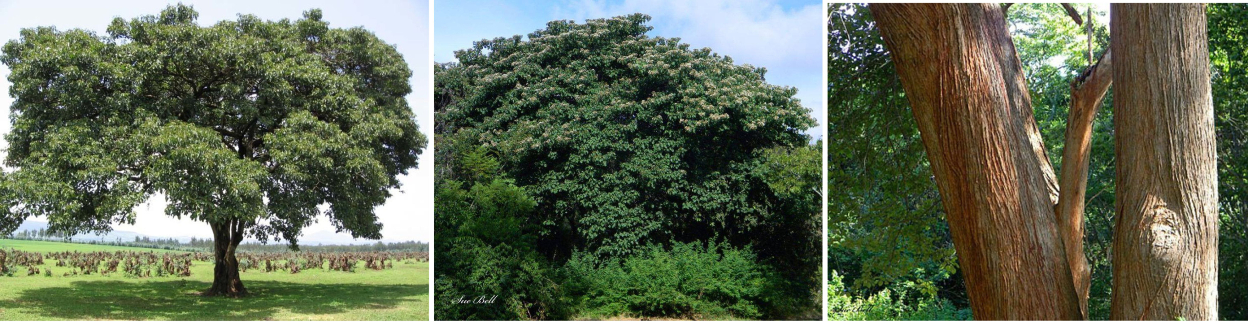 Wanza Tree Cordia Africana Wanza Tree Cordia Africana