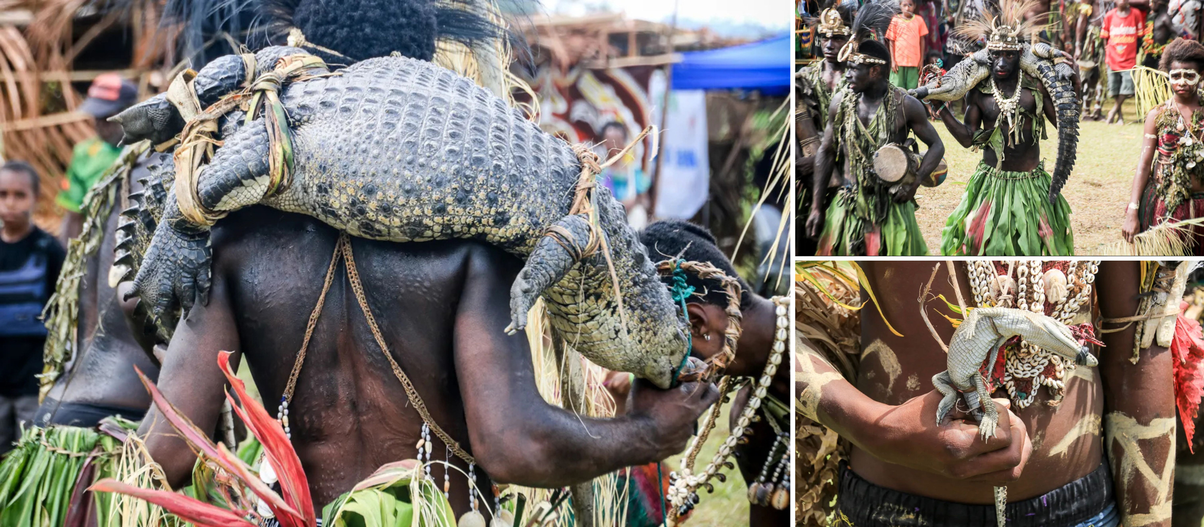Crocodiles at the Sepik Crocodile Festival