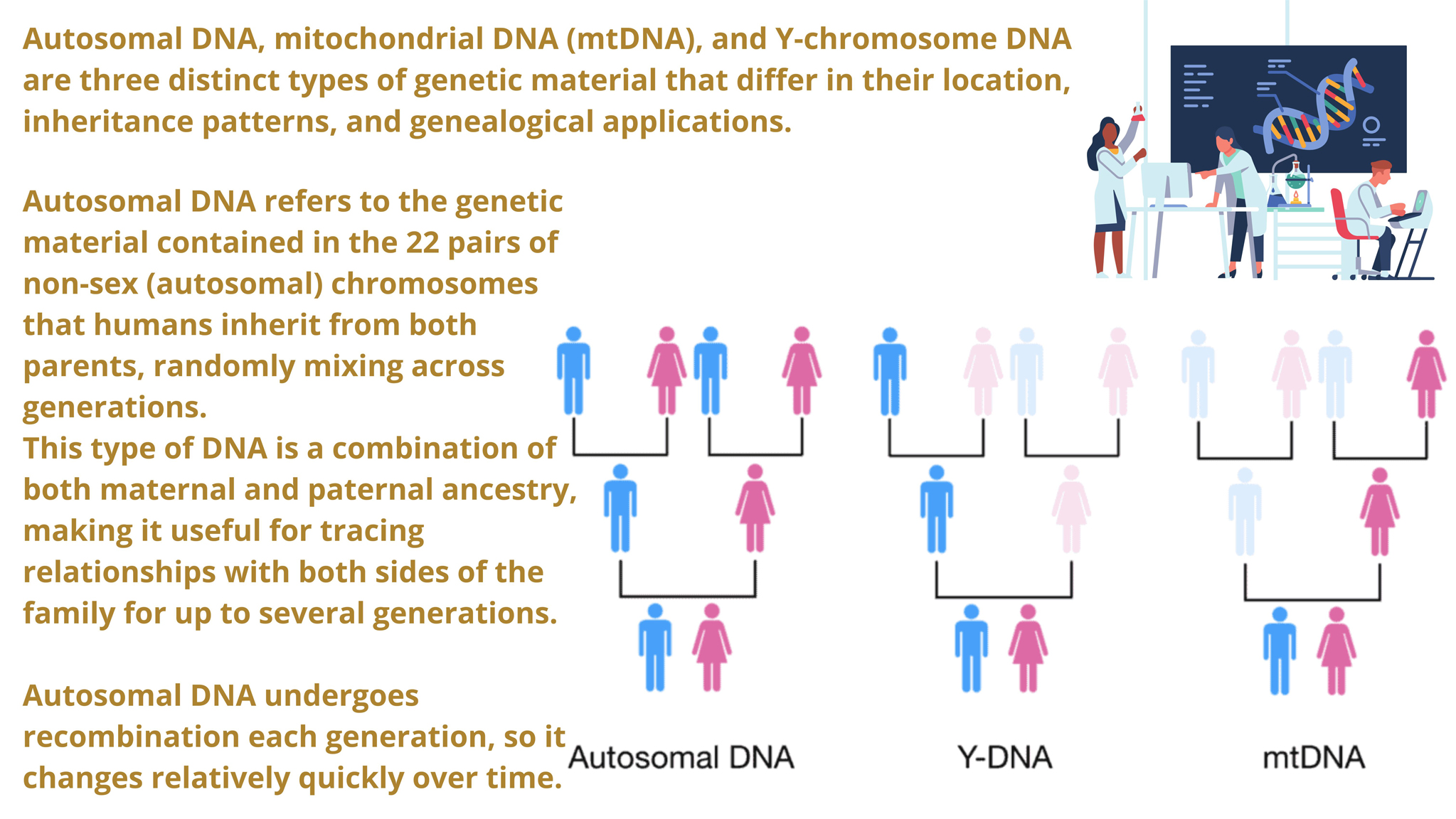 Autosomal DNA Autosomal DNA
