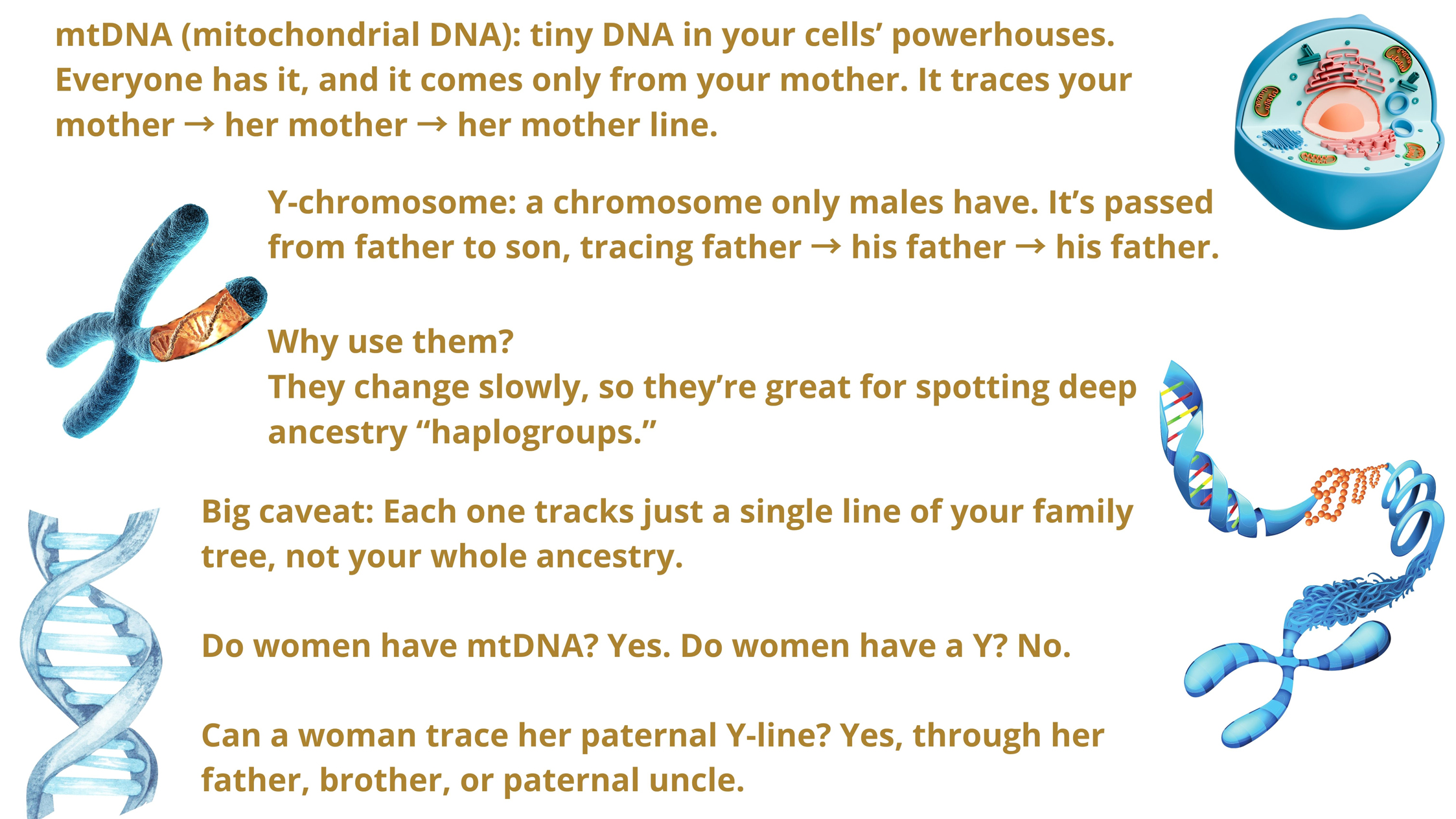 MtDNA and chromosome Y MtDNA and chromosome Y