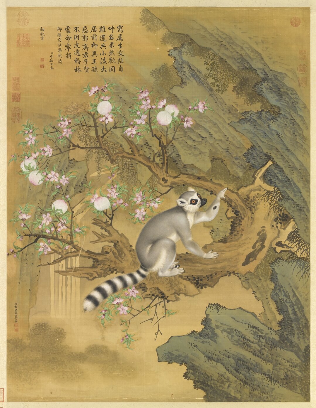 Giuseppe Castiglione, Lemur from Cochin